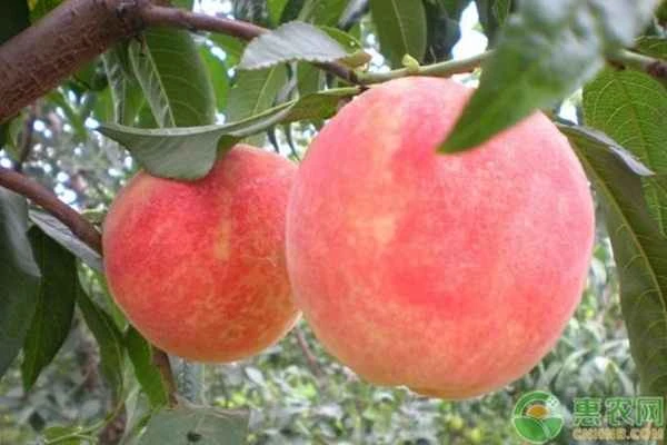 What disease causes black spots on peaches?