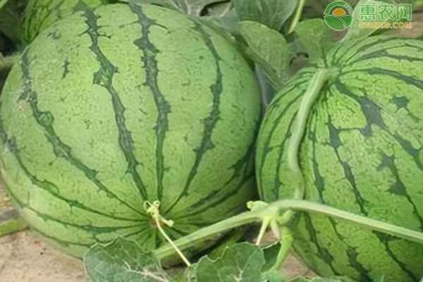 What causes a watermelon to split open? Can it grow back properly?