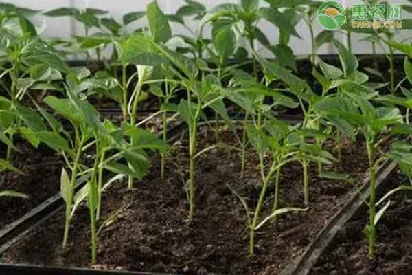 When is the best time to sow chili seeds?