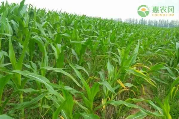 How many days does it take for corn to sprout and emerge from the soil?