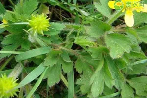 Cat's Claw Grass Cultivation Techniques and Yield per Acre