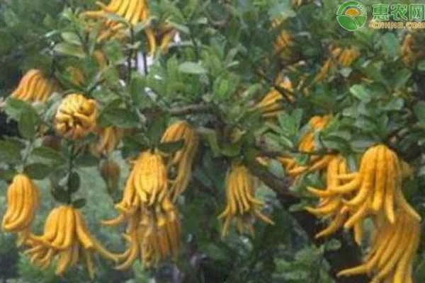 How to grow Buddha's Hand