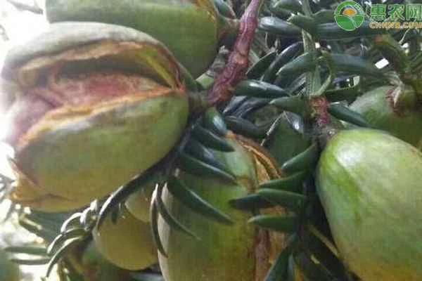 How many years does it take for a Chinese torreya tree to bear fruit?