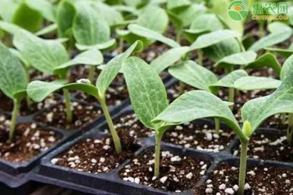 How long should cucumber seeds be soaked before planting? How many days does it usually take for them to germinate?