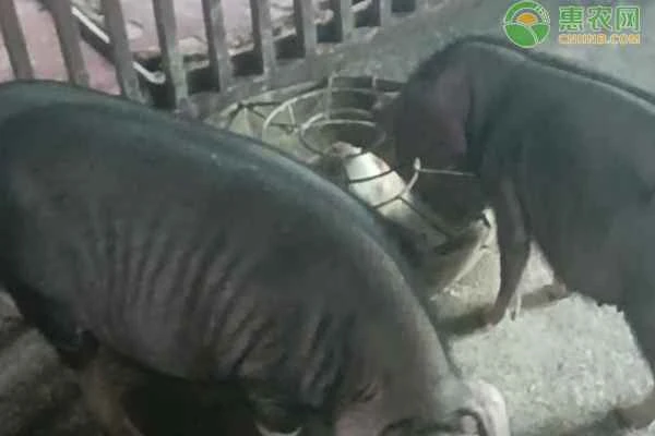 What pig breeds should you breed with Taihu pigs to make piglets grow faster?