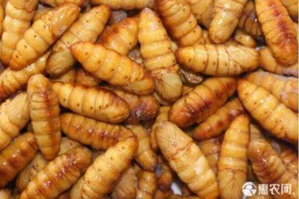 How many days does it take for a silkworm pupa to develop into a silkworm moth?