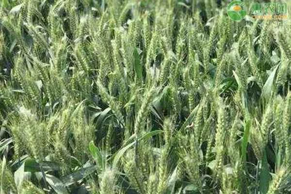 What are the characteristics of the Leimai 118 wheat variety?