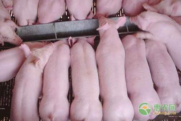 What are the main symptoms of pseudorabies in piglets?