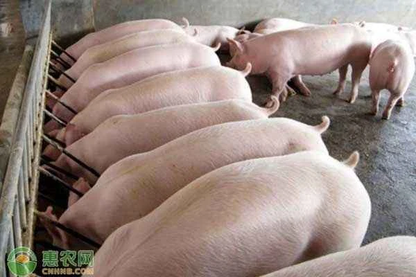 How long can African swine fever survive on concrete surfaces?