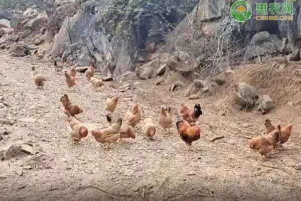 How do you feed chickens?