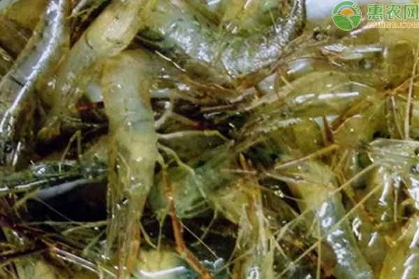 Methods of farming white shrimp
