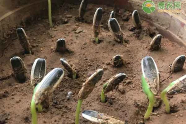 How should sunflower seeds be planted with the pointed end facing up or down?