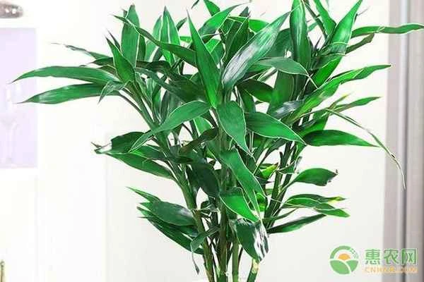 How often should I change the water for my lucky bamboo?