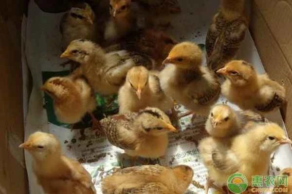 How do you raise just one chick?