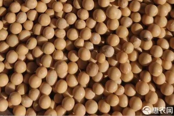 What is the yield of soybeans per mu (unit of land area)?