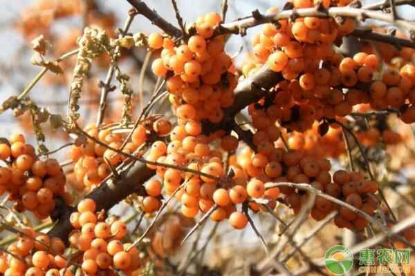 What are the methods for planting sea buckthorn?