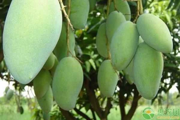 Can you eat a hard, green mango directly?