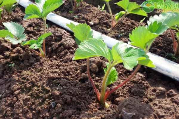 How many times a year will a strawberry plant produce strawberries?