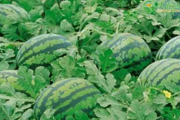 When should watermelons be planted? How should they be planted?
