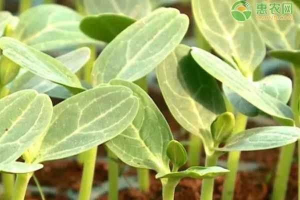 In which month should watermelon seedlings be started? In which month should they be planted?