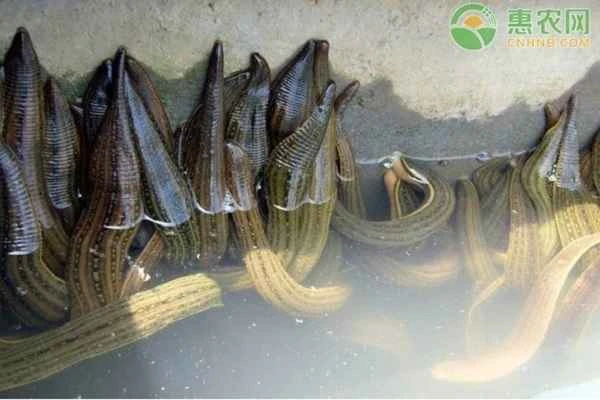 What is the biggest challenge in leech farming?