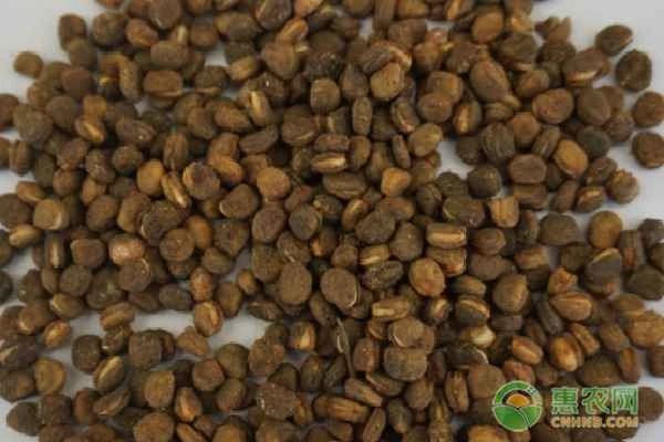 How to grow ginseng seeds?