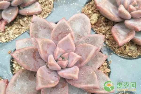 What kind of soil should I prepare for succulents?