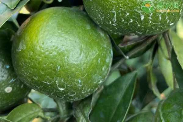 How long does the effect of ammonium calcium nitrate fertilizer last?