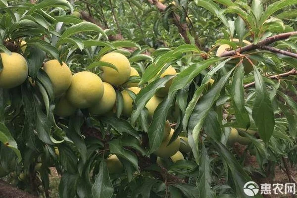 Plum Tree Spraying Schedule