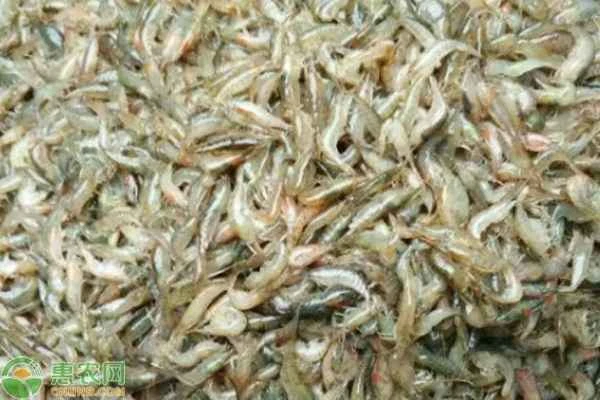 What should small shrimp eat to keep them alive?