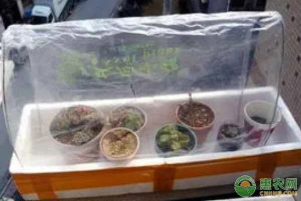 Can succulent-specific fertilizer be used on other plants?