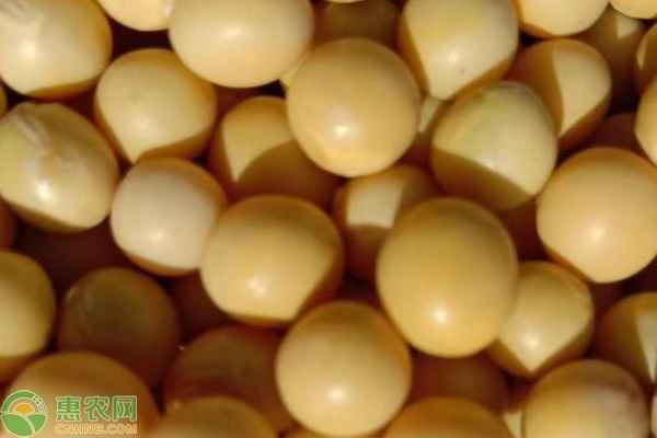 What does genetically modified organism (GMO) mean?