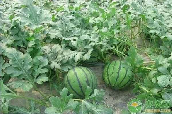 How many days does it take for a watermelon to grow from flowering to ripening?