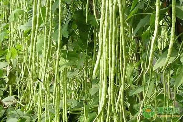 What causes the leaves of bean vines to turn yellow and develop rust spots?