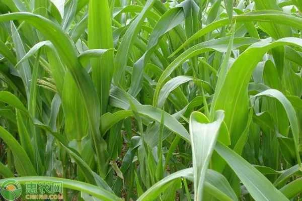 What is the best fertilizer for growing pasture?