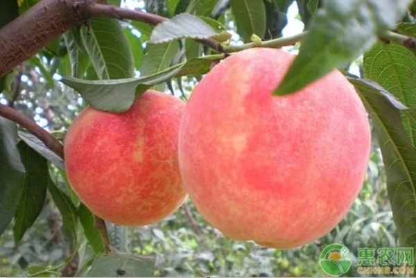 What causes black spots on peaches?