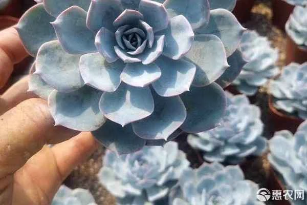 How to properly care for Echeveria 'Blue Stone Lotus' succulent?