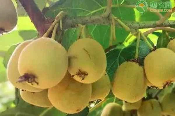 What causes spots to appear on kiwifruit?