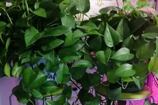 What causes leaves to turn yellow?