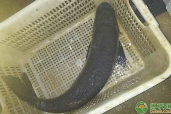 What disease causes grass carp to turn black?