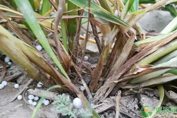 How to prevent and control wheat stem rot?
