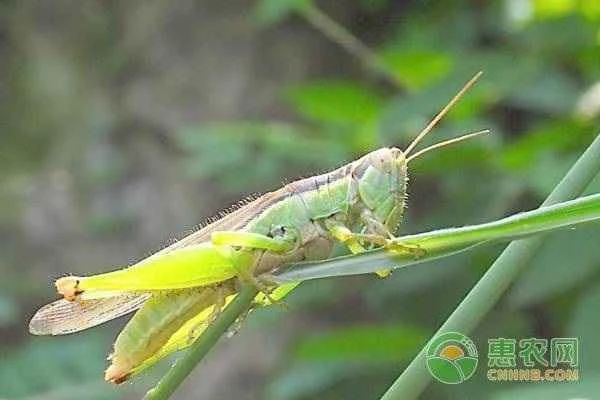 How many greenhouses are needed per acre for raising grasshoppers?