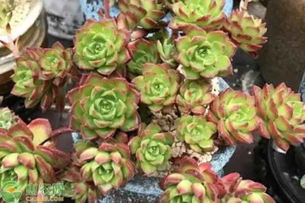 What does "fencing" mean?