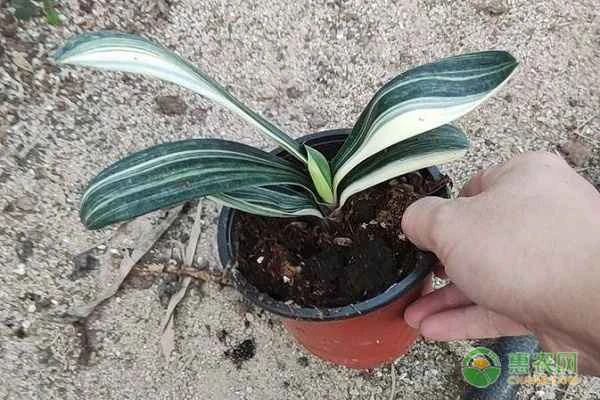 Which varieties of Clivia miniata are good?