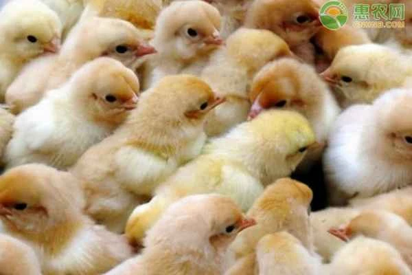 Are chicks afraid of the cold?