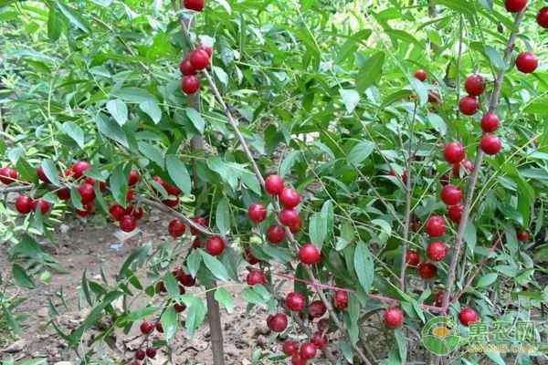 Can plum pits be used to grow tree seedlings? How?