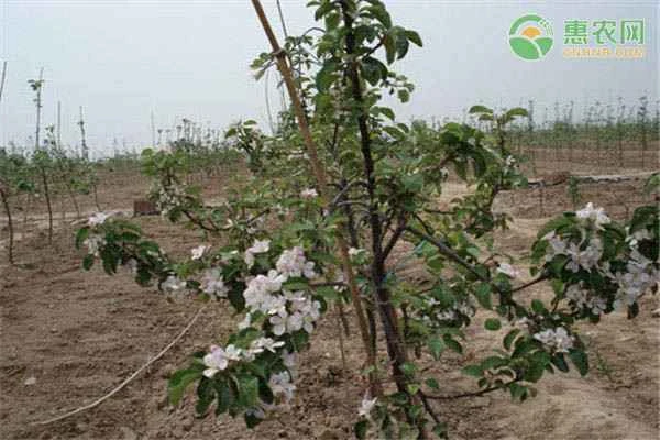 When is the best time to plant apple trees?