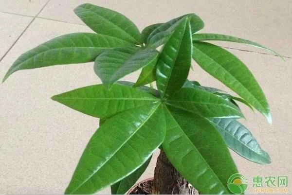 Can you prune the branches and leaves of a money tree in the summer?