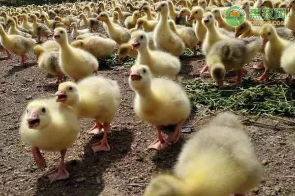 What do goslings eat?