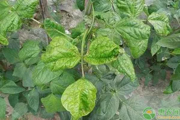 What medication is used to treat bean viral disease?